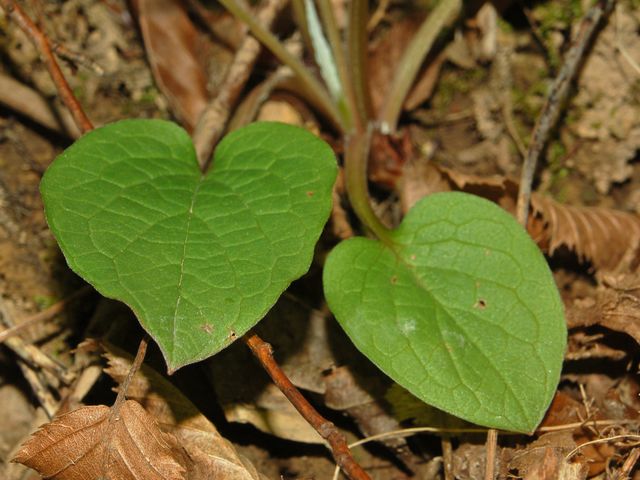 Omphalodes verna / Borrana